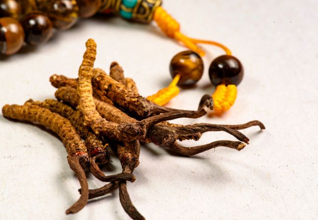Cordyceps Sinensis beneficios IBLIS MAGAZINE