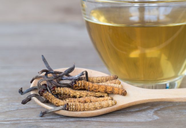 Cordyceps sinensis propiedades Cordyceps sinensis y sus propiedades revitalizantes para la salud