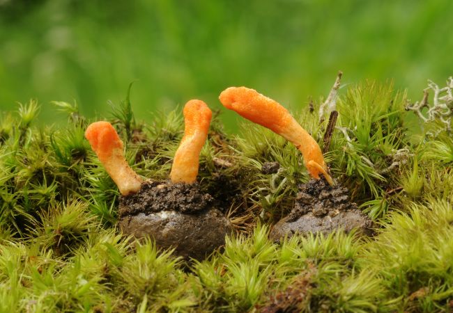 Cordyceps sinensis IBLIS MAGAZINE