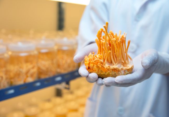 Cordyceps IBLIS MAGAZINE