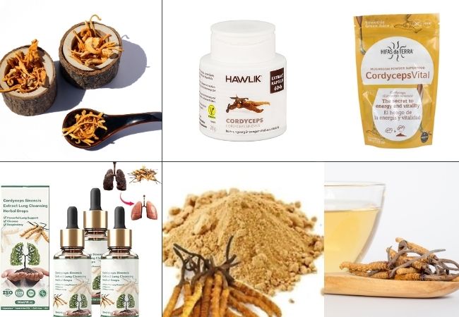 Cordyceps sinensis IBLIS MAGAZINE