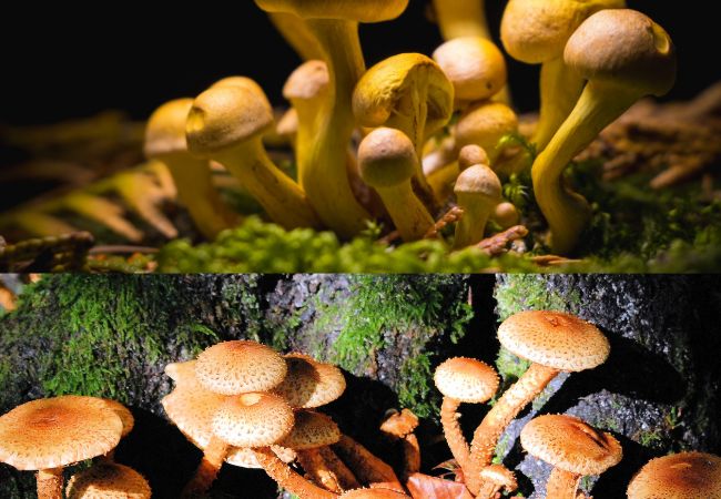 Hongos IBLIS MAGAZINE