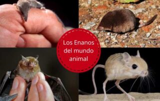 IBLIS MAGAZINE Mamíferos más pequeños