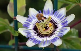 IBLIS MAGAZINE Pasiflora para ansiedad: Usos y Beneficios