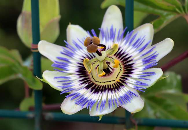 Pasiflora para ansiedad Pasiflora para ansiedad: Usos y Beneficios