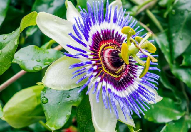 pasiflora como usarla IBLIS MAGAZINE