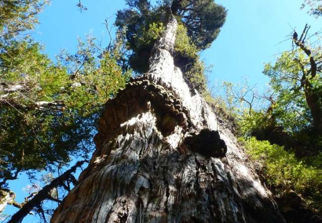 alarces Arboles Viejos