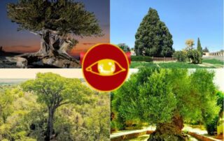 IBLIS MAGAZINE Arboles Viejos