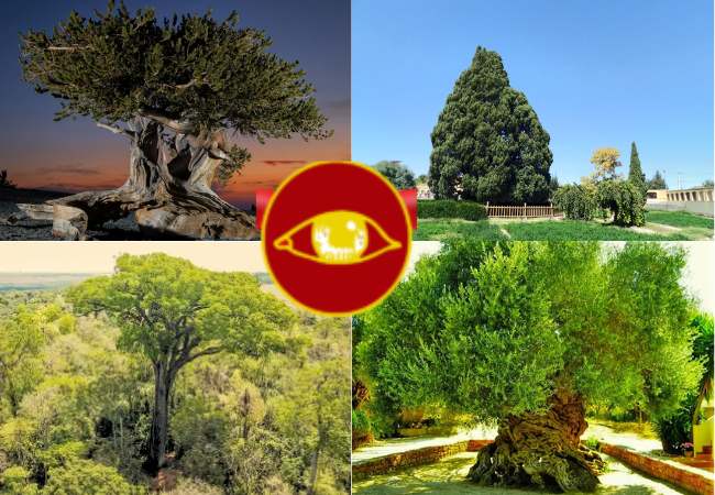 arboes Arboles Viejos