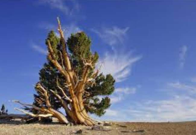 matusalen Arboles Viejos