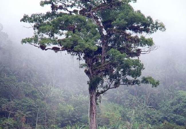 patriarca1 Arboles Viejos