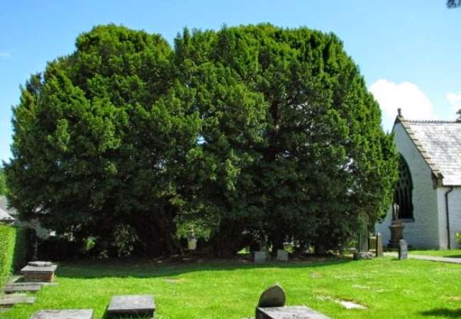 tejpss Arboles Viejos