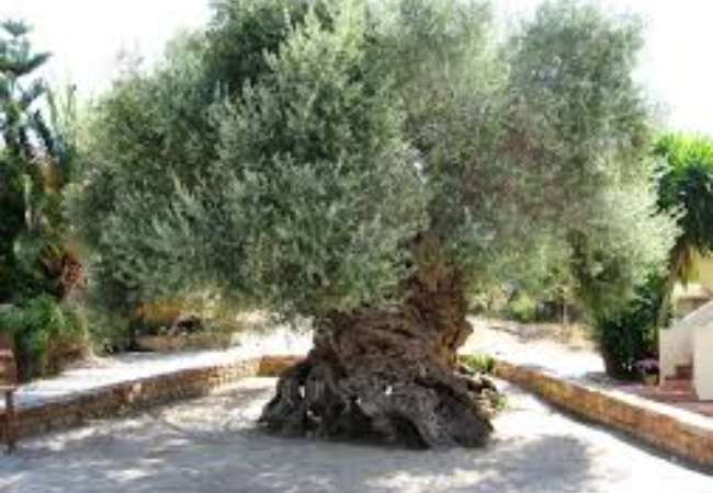 vouves1 Arboles Viejos